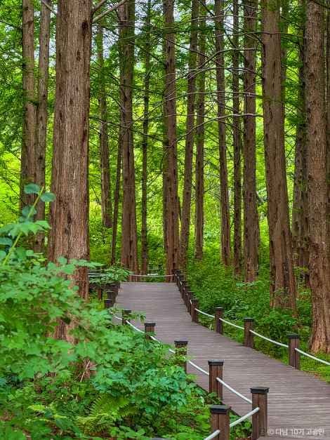 Mulhyanggi Arboretum, an outdoor family place, in Osan-si