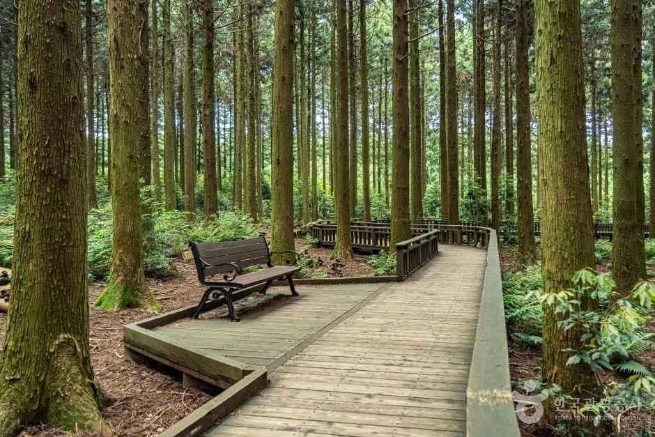 Saryeoni Forest Path, an outdoor family place, stroller-friendly, in Seogwipo-si