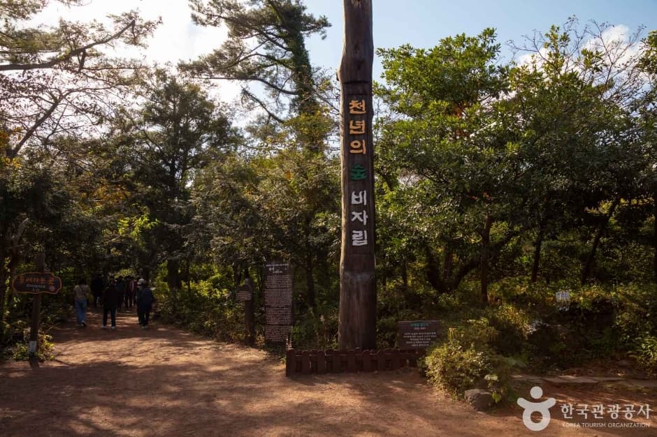 Bijarim Forest, an outdoor family place, stroller-friendly, in Jeju-si
