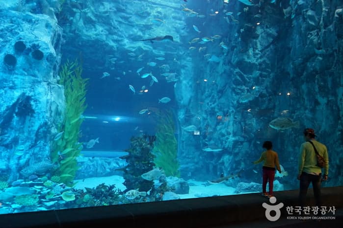 Lotte World Aquarium, a kid-friendly indoor spot, good for rainy days, stroller-friendly, in Seoul