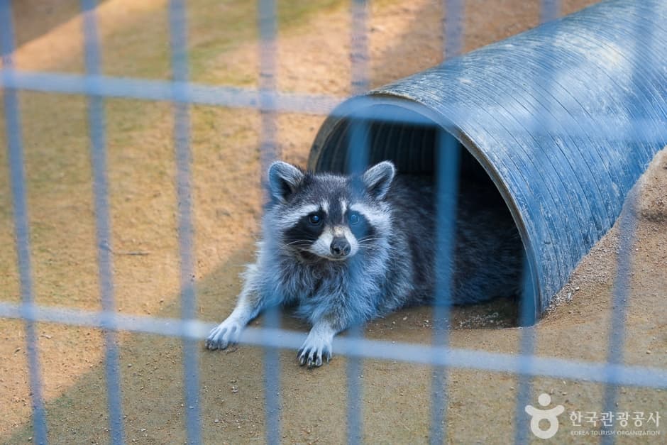 Incheon Grand Park Children's Zoo, a family-friendly animal attraction in Incheon
