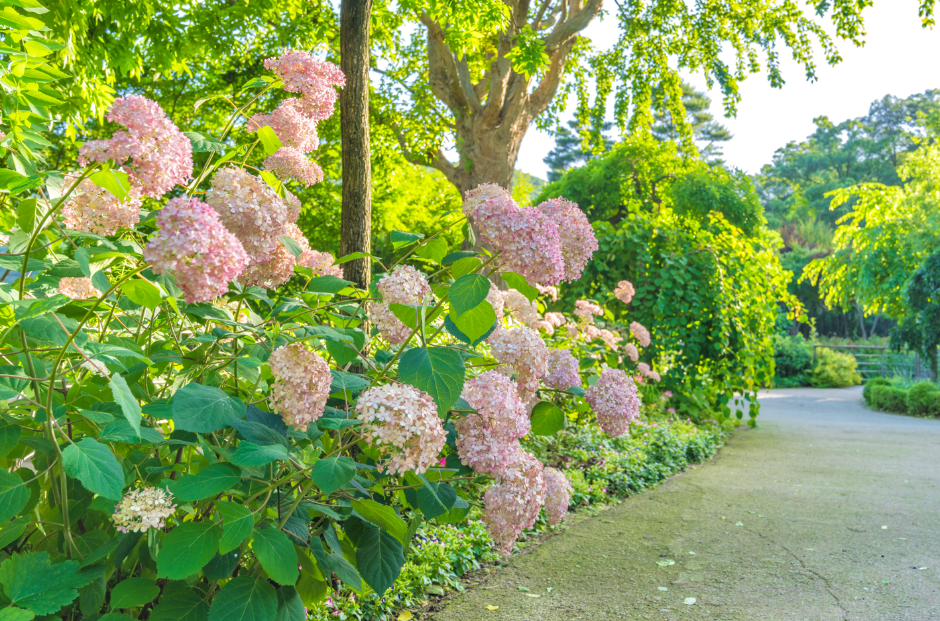 Hwadam Botanic Garden, an outdoor family place, in Gwangju-si