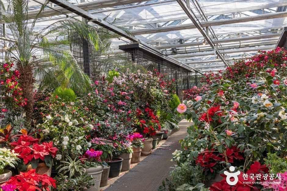 Camellia Hill Jeju, an outdoor family place, stroller-friendly, in Seogwipo-si