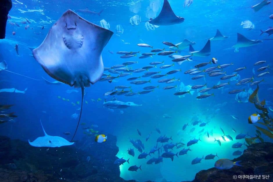 Aqua Planet Ilsan, a kid-friendly indoor spot, good for rainy days, stroller-friendly, in Goyang-si