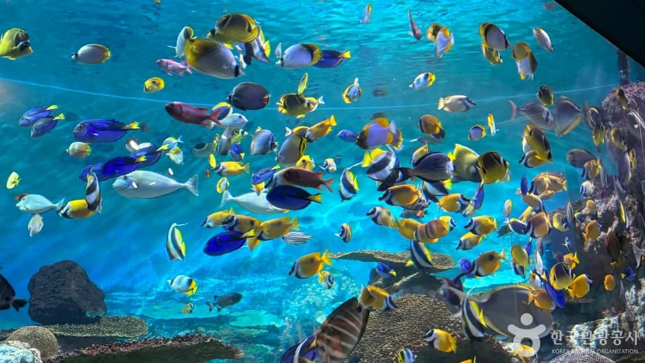 COEX Aquarium, a kid-friendly indoor spot, good for rainy days, stroller-friendly, in Seoul